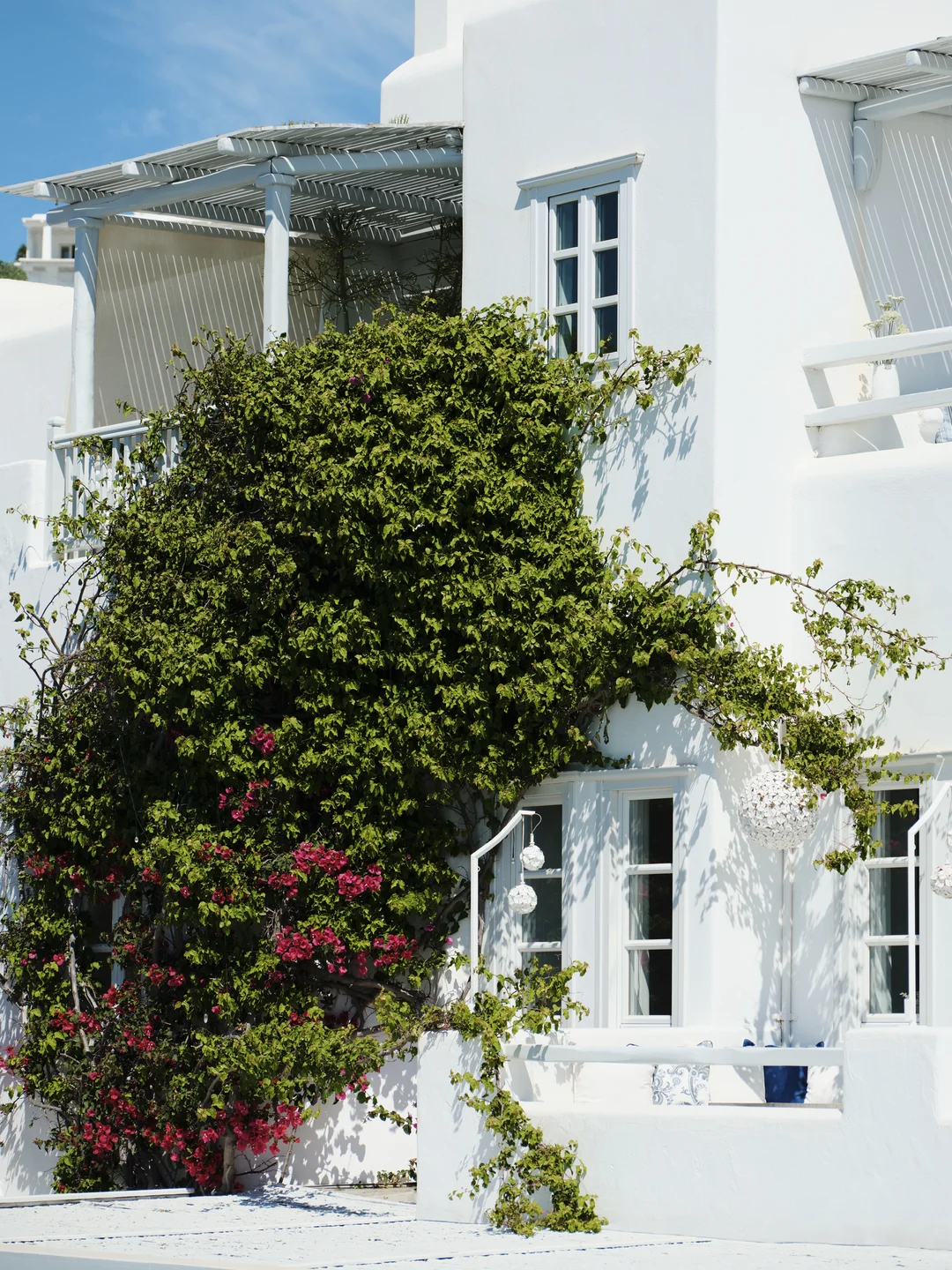 White facade bougainvillea