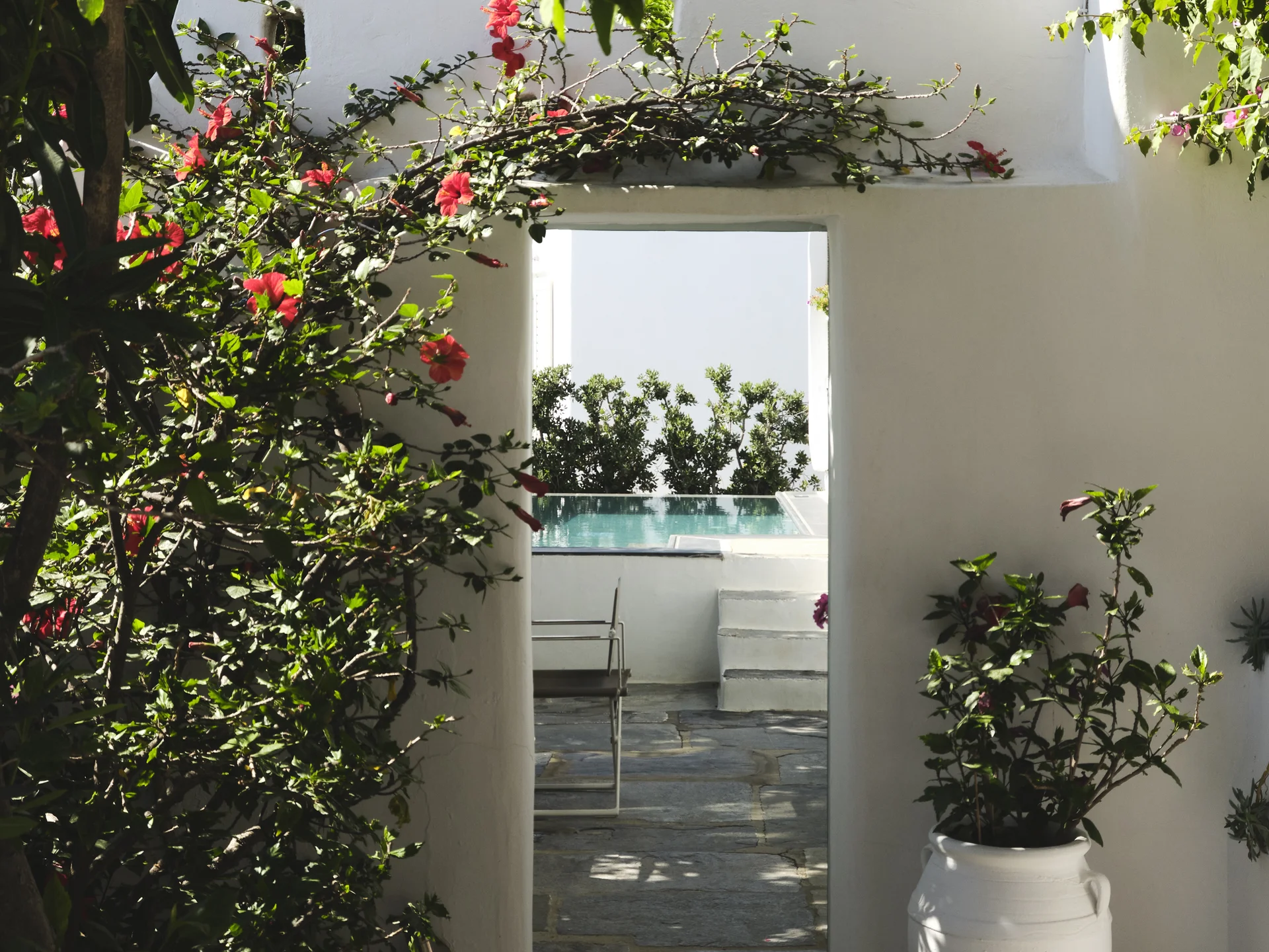 Garden bougainvillea arch