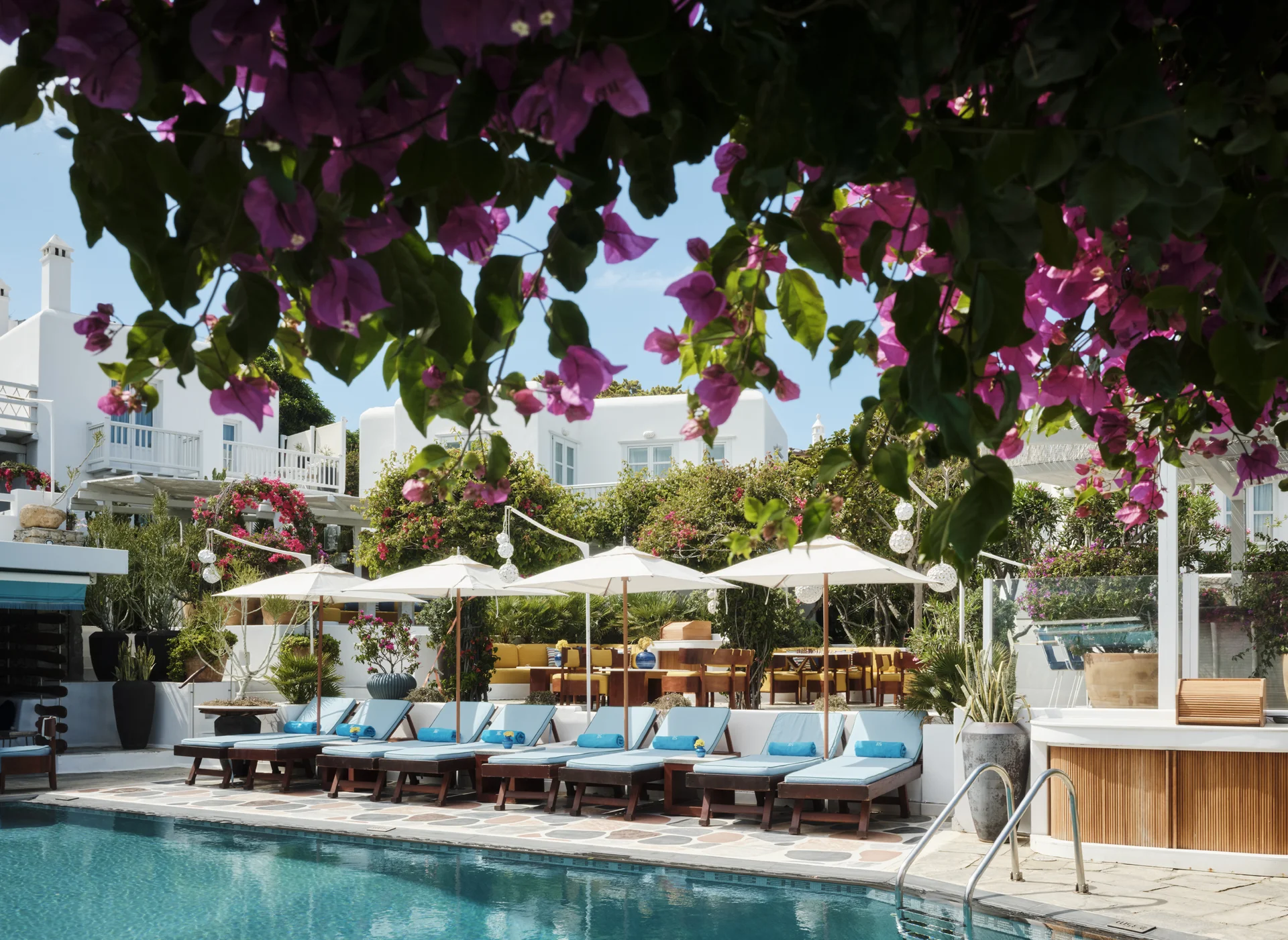 Belvedere pool bougainvillea